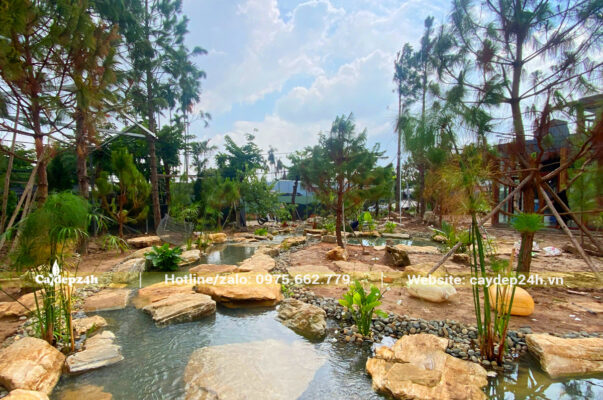 Trồng cây xanh cho khuôn viên hồ cá Koi