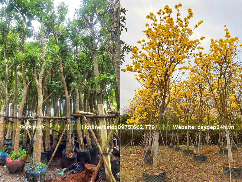 Vườn dưỡng ủ số lượng lớn cây hoa phong linh và cây chuông vàng