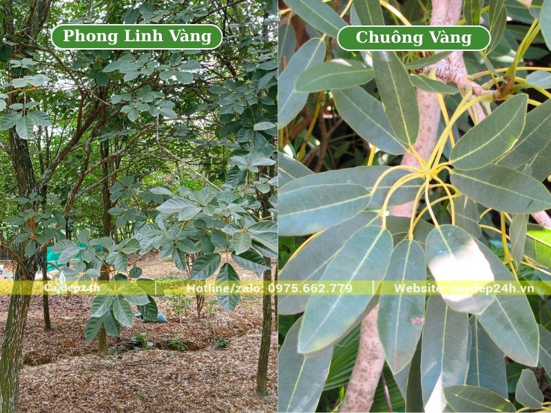 Hình thái lá cây phong linh và cây chuông vàng thân gỗ trồng công trình
