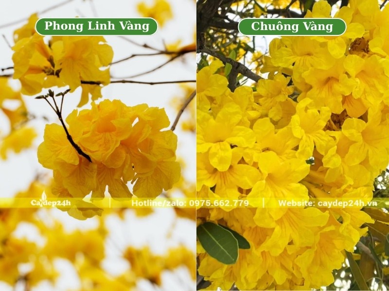 Chùm hoa phong linh vàng và chuông vàng