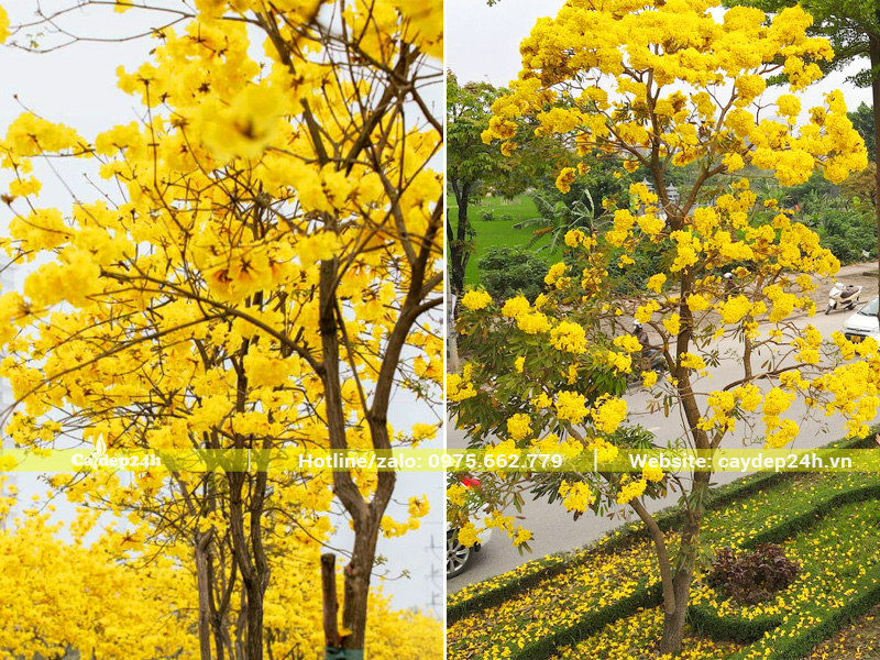 Cây phong linh và cây chuông vàng trồng vỉa hè, dải phân cách đô thị