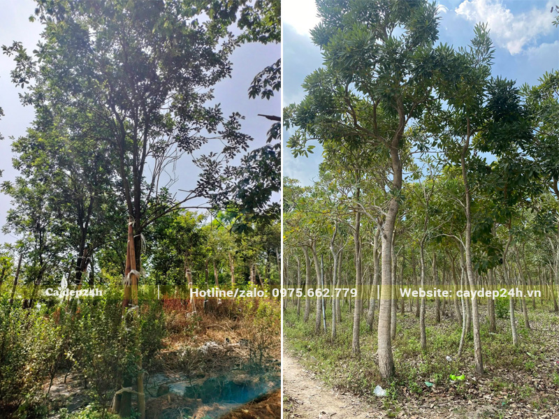 Vườn cây phong linh và cây chuông vàng tại Văn Giang, Hưng Yên