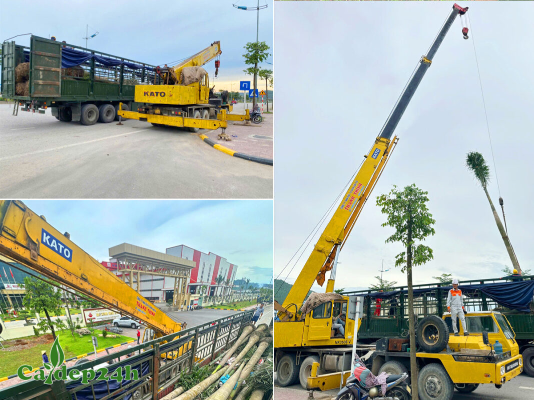 Quy trình cẩu trồng cây công trình cho nhà máy