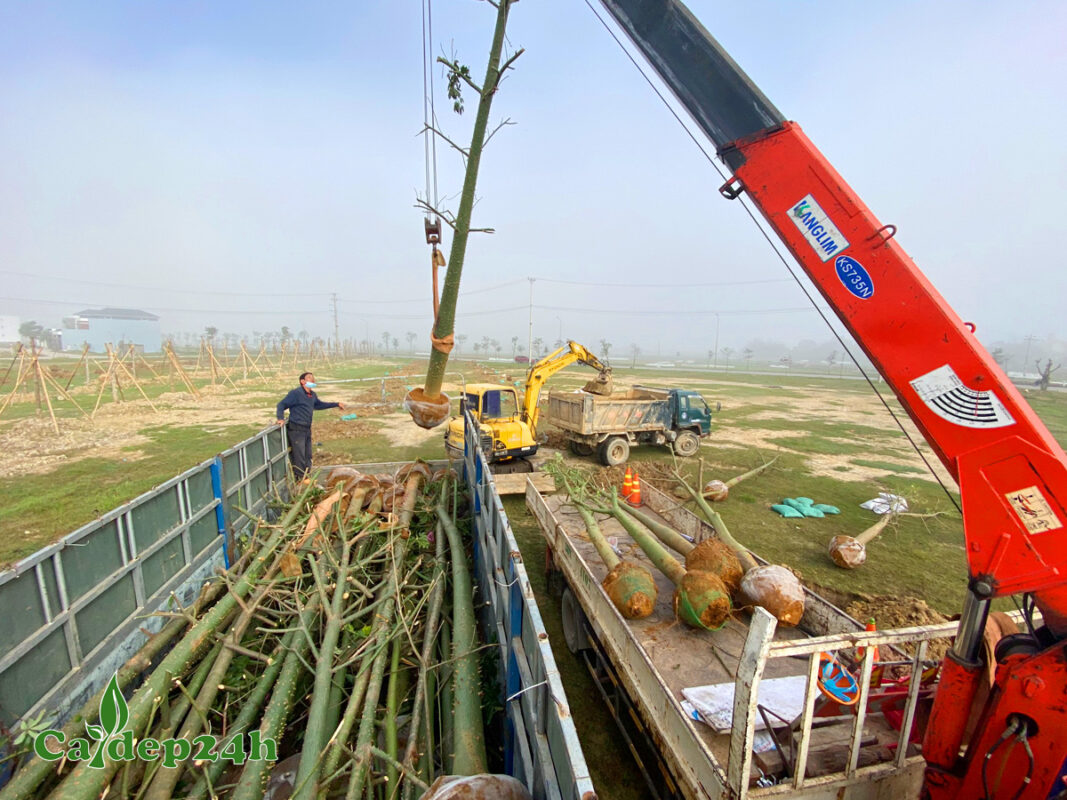 Dịch vụ vận chuyển giao hàng trọn gói của Cây Đẹp 24h