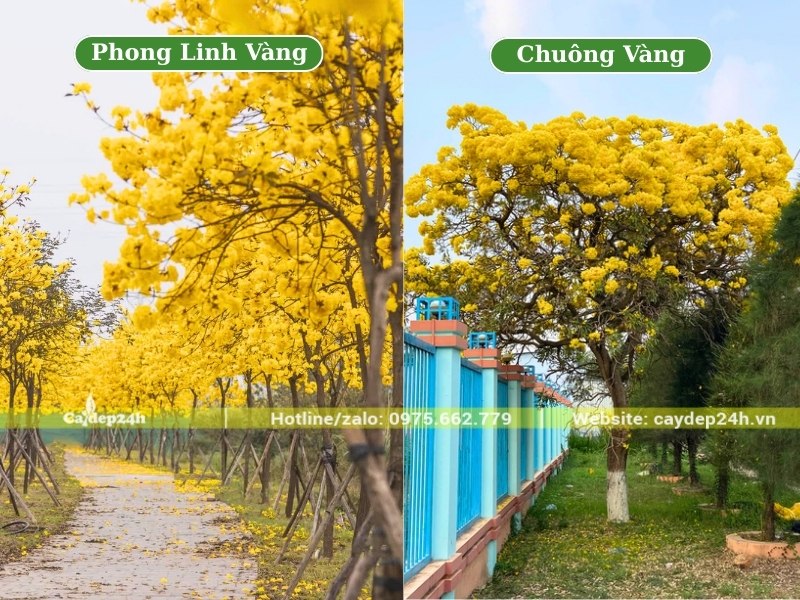 Ứng dụng của cây phong linh vàng và cây chuông vàng công trình