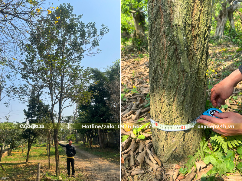 Cây Phong Linh Vàng thân gỗ chiều cao 7-8m