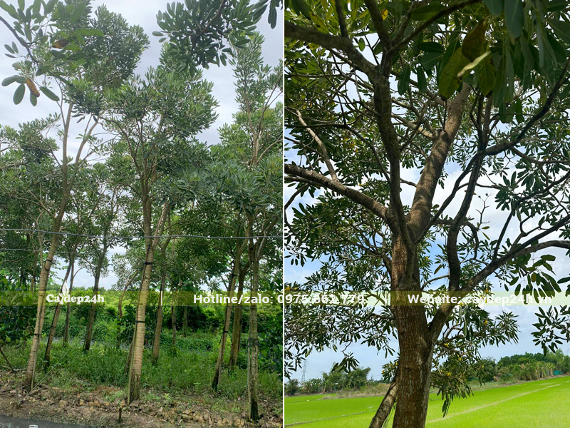 Hình ảnh cây chuông vàng thân gỗ, cành nhánh lượn cong uyển chuyển