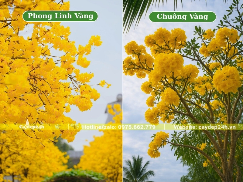 So sánh hình thái hoa cây phong linh và cây chuông vàng