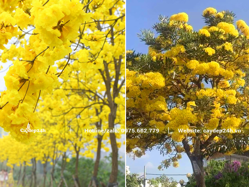 Những hàng cây phong linh và cây chuông vàng đang nở rộ hoa