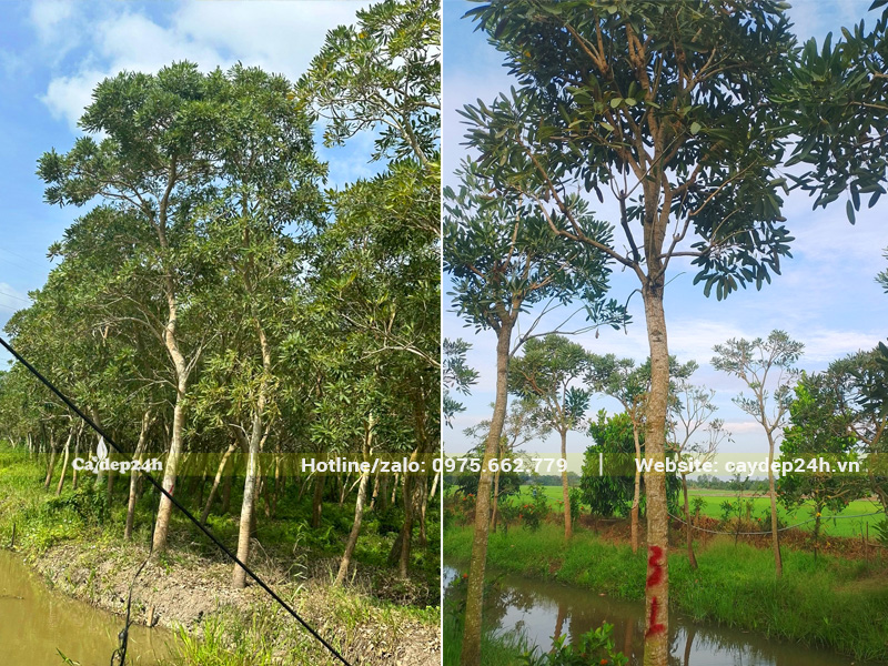 Vườn trồng cây chuông vàng thân gỗ, đường kính gốc 15 - 20cm