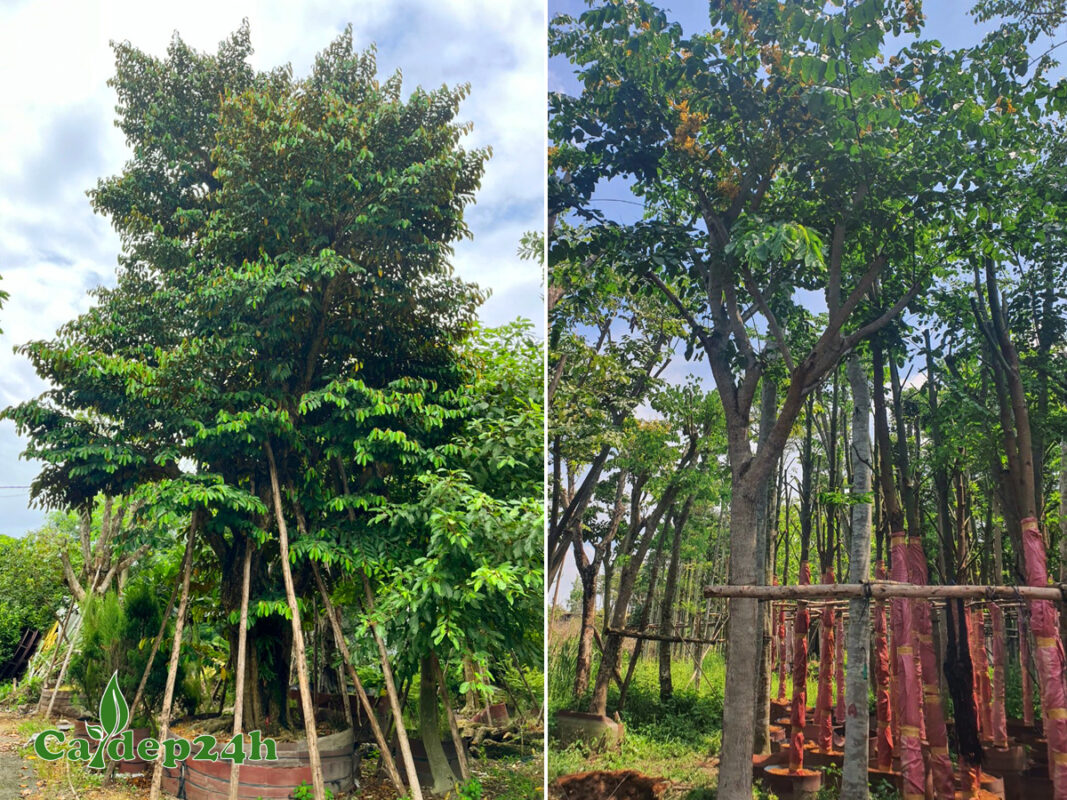 Vườn dâm ủ cây xanh công trình tại nhà vườn Cây Đẹp 24h