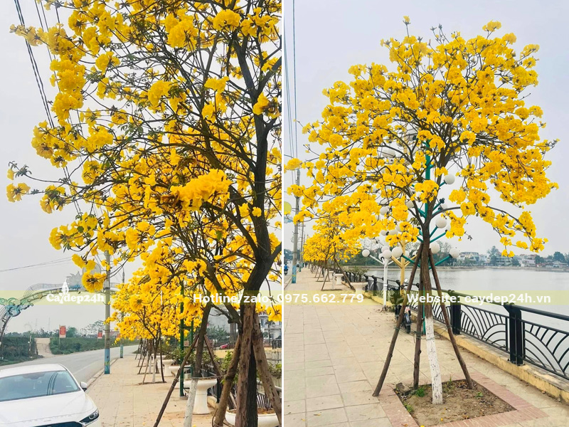Hàng cây phong linh vàng khỏe đẹp trồng ở vỉa hè tuyến đường ven hồ