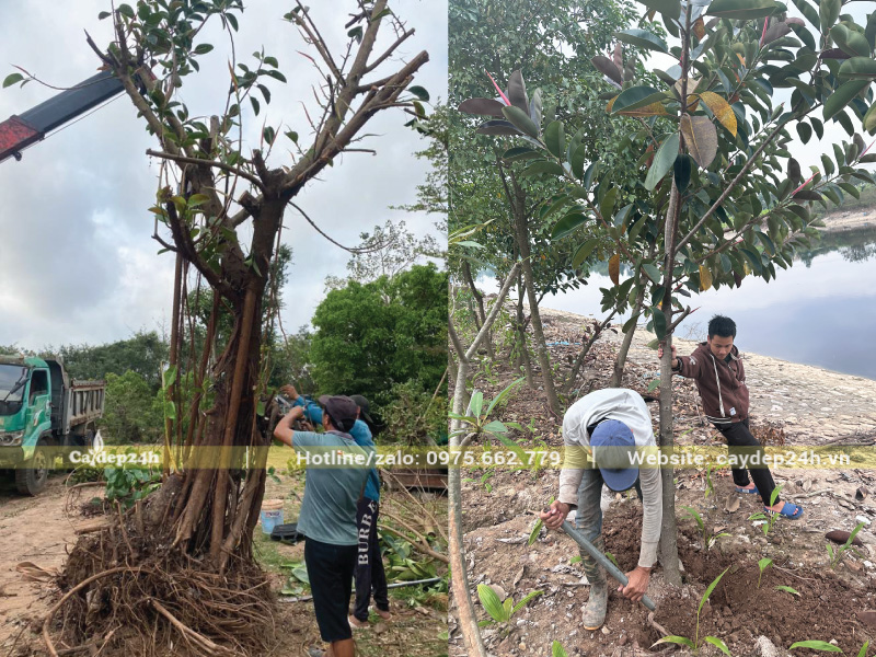 Vận chuyển cây đa búp đỏ cổ thụ an toàn đến công trình