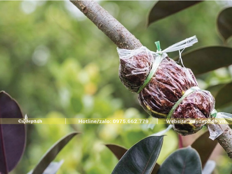 Đắp bầu đa búp đỏ với giá thể theo công thức chuẩn