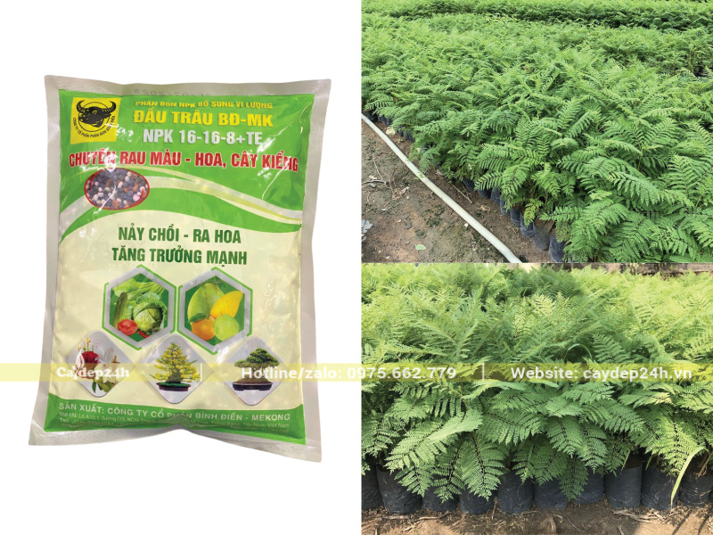 Bón phân khi cây hơn 1 tháng tuổi để không bị xót cây