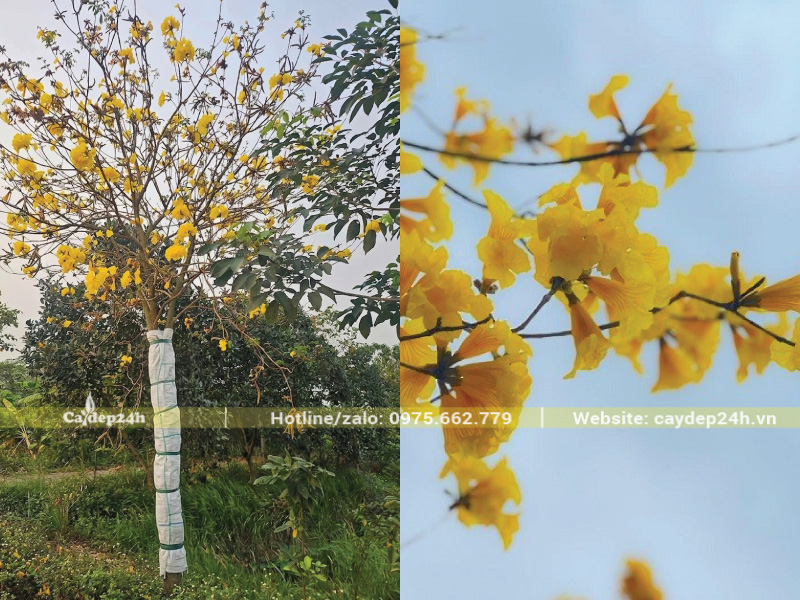 Bọc thân cây phong linh bằng vải để thân không bị cháy nắng