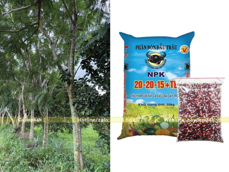 Bón phân kích thích tăng trưởng cho cây phượng tím