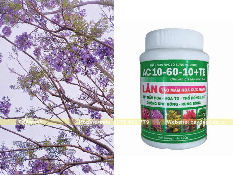 Bố sung phân bón vi lượng cùng phân K, P để hoa to, sẫm màu