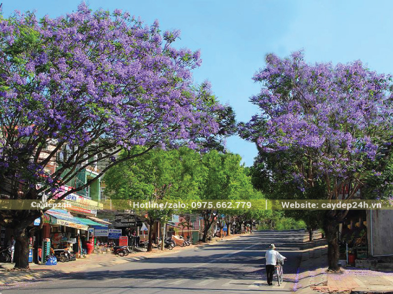 Cây phượng tím tạo bóng mát trong những ngày hè nắng nóng