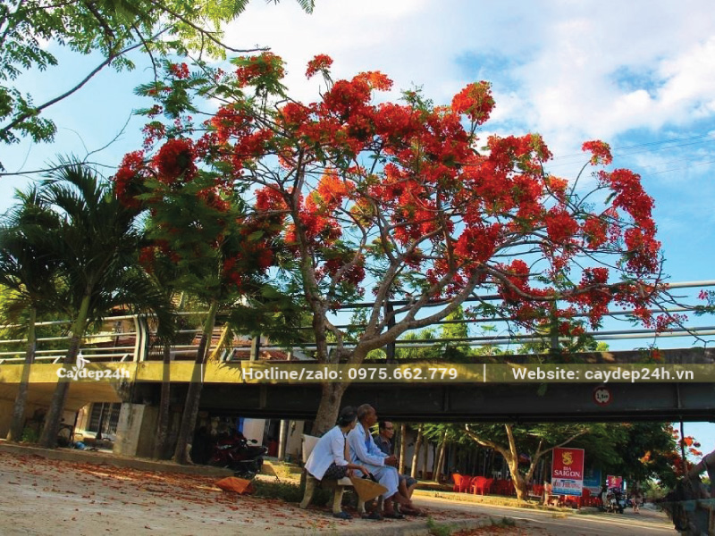 Cây phượng đỏ tỏa bóng mát rộng lớn