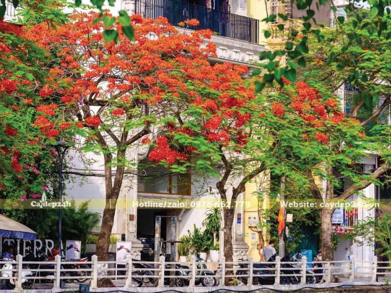 Cây ra hoa đều vì tán cây không bị khuất nắng