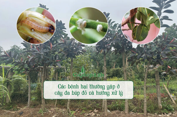 Dấu hiệu và cách xử lý bệnh hại trên cây đa búp đỏ