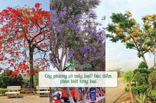 Có 3 loại phượng phổ biến nhất tại nước ta