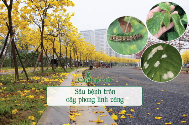 Nhận biết và ngăn ngừa các loại sâu bệnh trên cây phong linh vàng