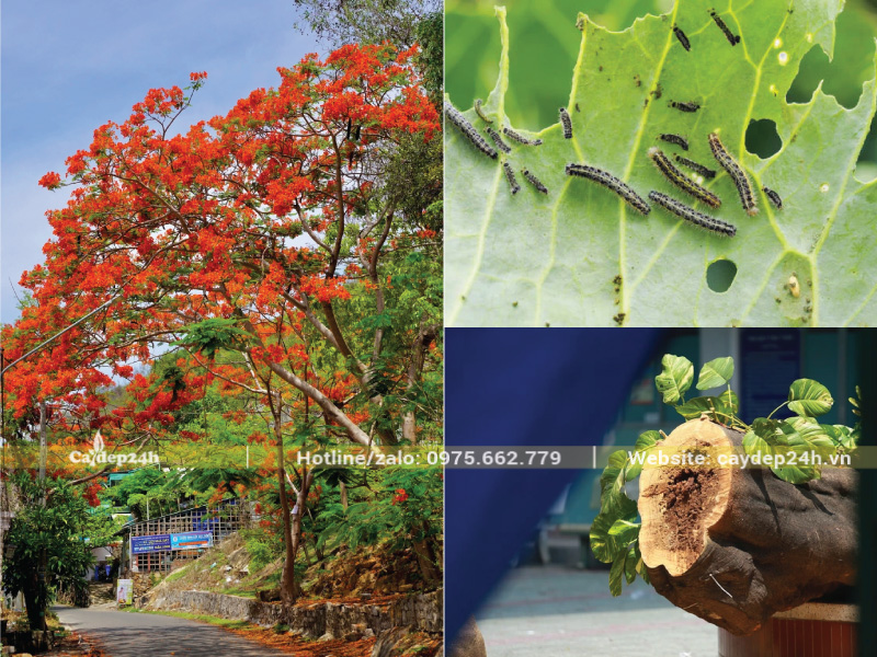 Cây phượng vĩ thường bị sâu ăn lá và sâu đục thân