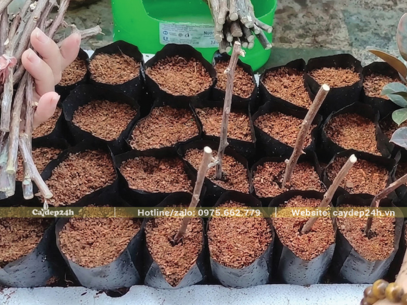 Cắm hom đã xử lý vào túi bầu