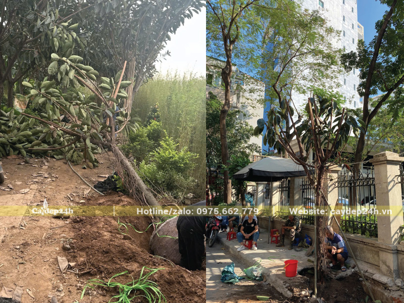 Cây mới trồng chưa thích nghi được với môi trường mới