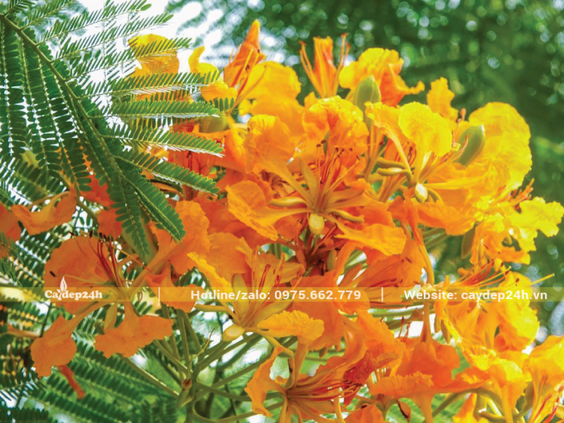 Phượng vàng đẹp nở bung 5 cánh