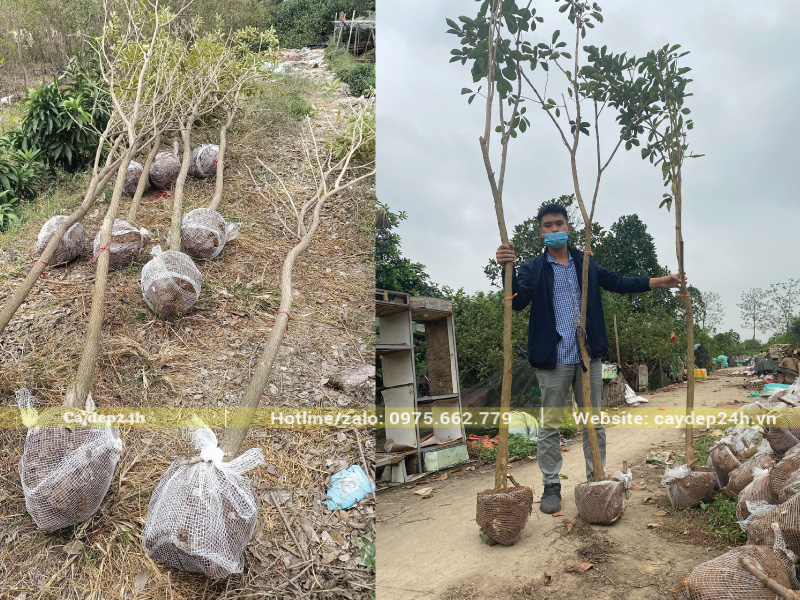 Cắt bọc rễ trước khi trồng cho cây sinh trưởng tốt