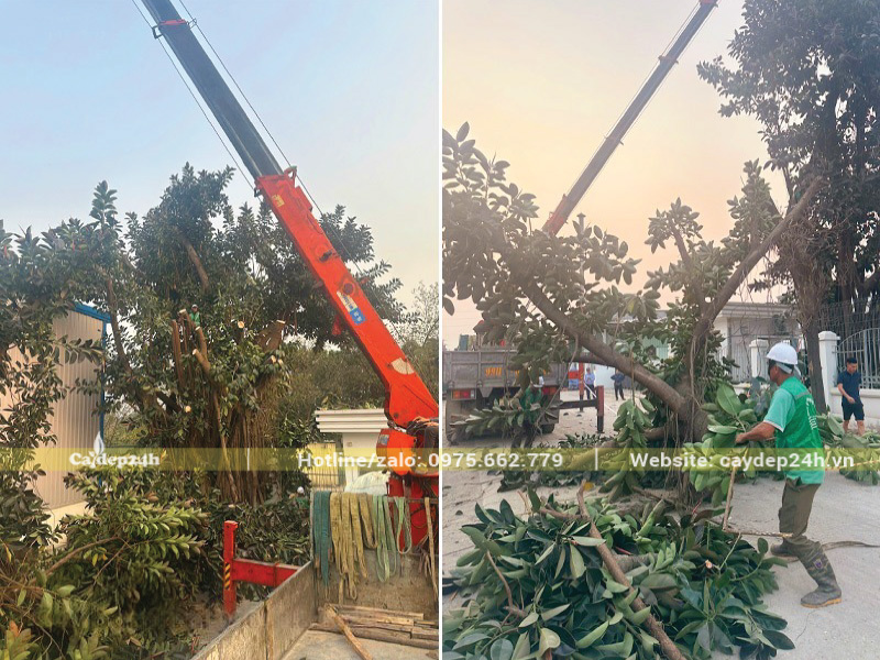 Cành cây được tỉa thông thoáng sẽ hạn chế nấm hiệu quả