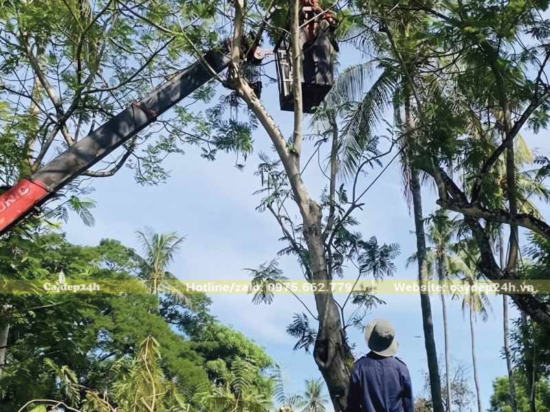 Cắt tỉa cành cây hoa phượng tím để các tán thoáng đãng