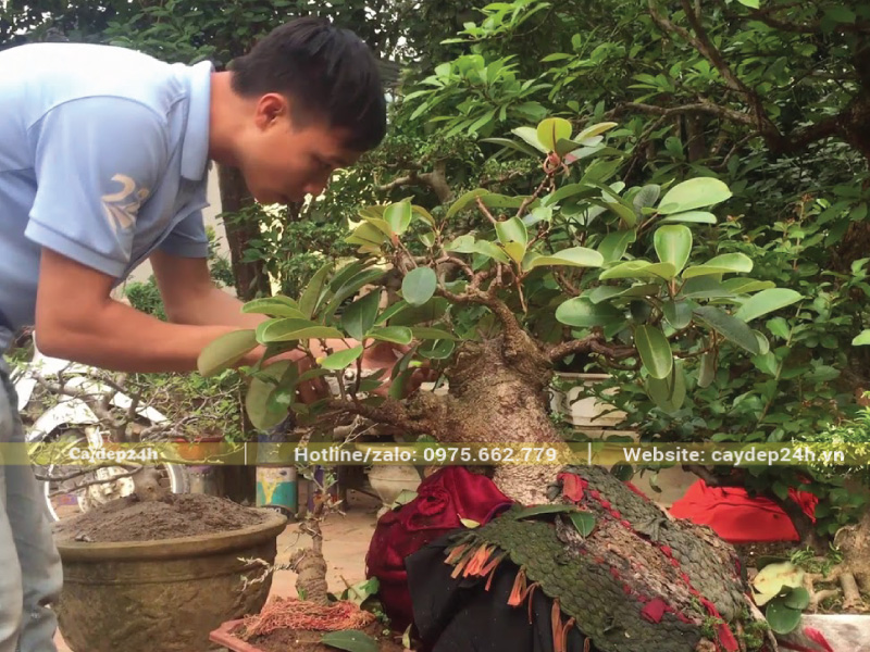 Cắt tỉa tạo thế cho cây đa búp đỏ khi thời tiết mát mẻ