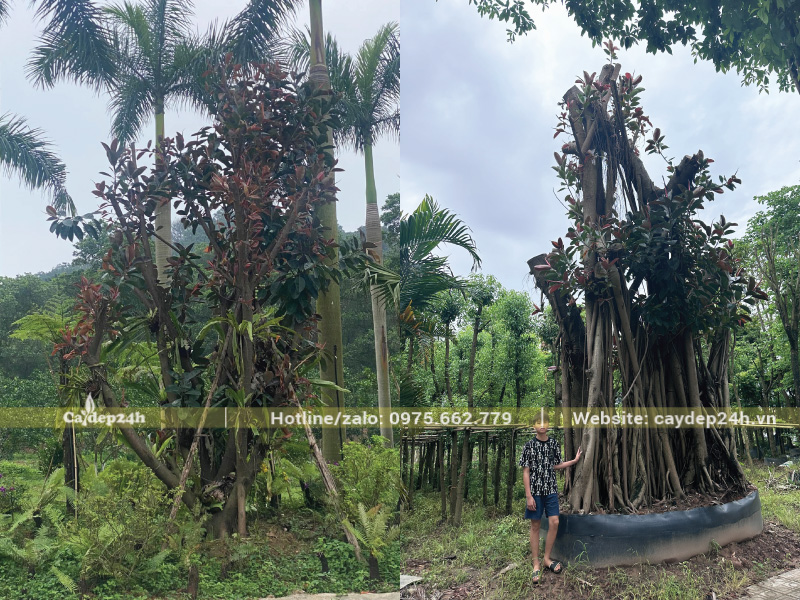 Cắt tỉa cây loại bỏ các cành dăm, cành vướng víu