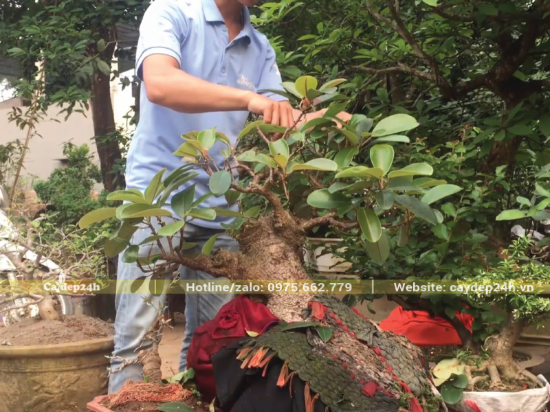 Cắt tỉa cành tăm, giữ lại cành chính của cây