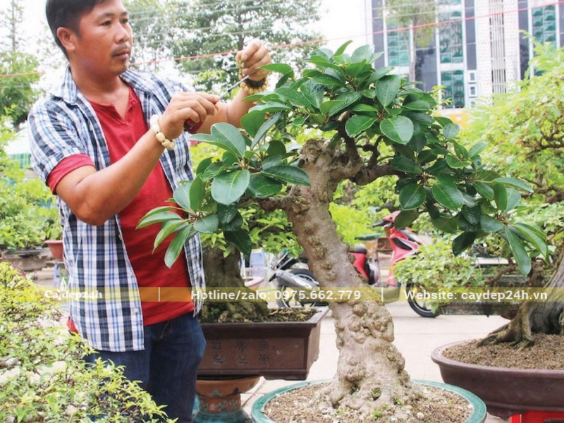 Kỹ thuật hạ tán cây được thực hiện bởi kỹ sư có chuyên môn