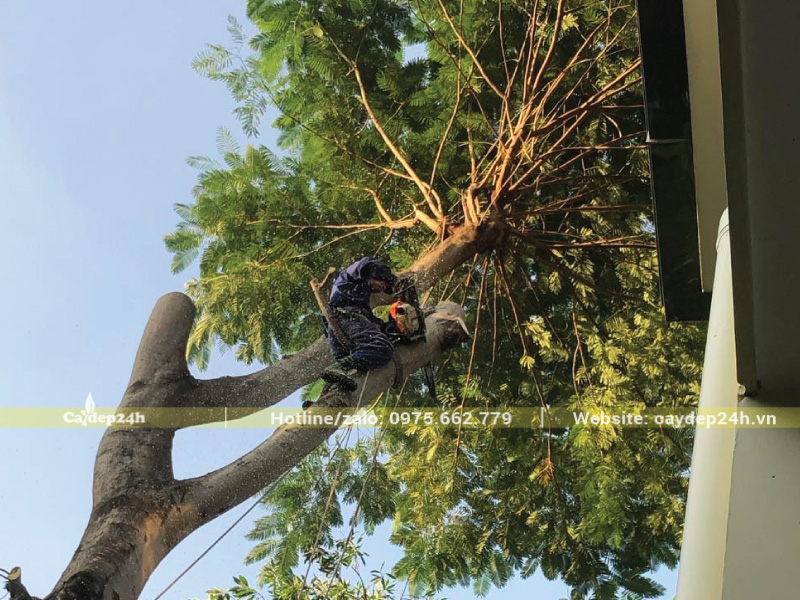 Cắt tỉa cây phượng tím loại bỏ các cành yếu