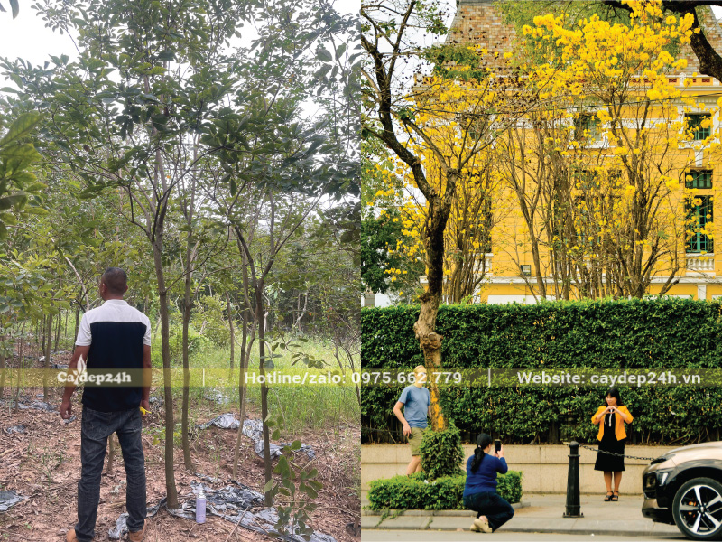 Cắt tỉa cành tăm, cành yếu của phong linh