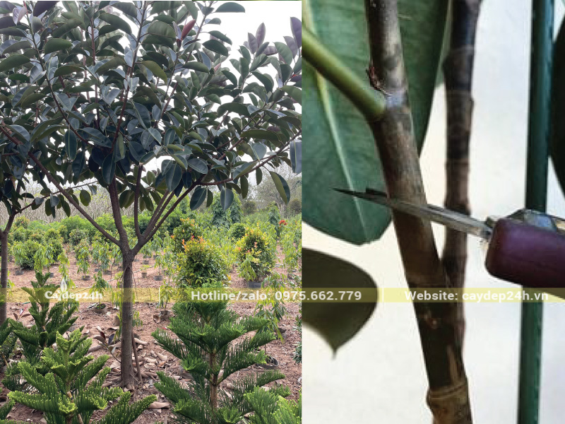 Cần xử lý mủ nhựa đúng cách sau khi cắt tỉa