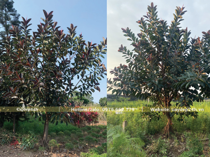 Đa búp đỏ lọc không khí, cho không gian trong lành