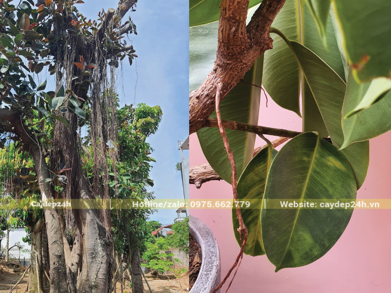 Lá cây bị héo, vàng dần do rễ bị thối