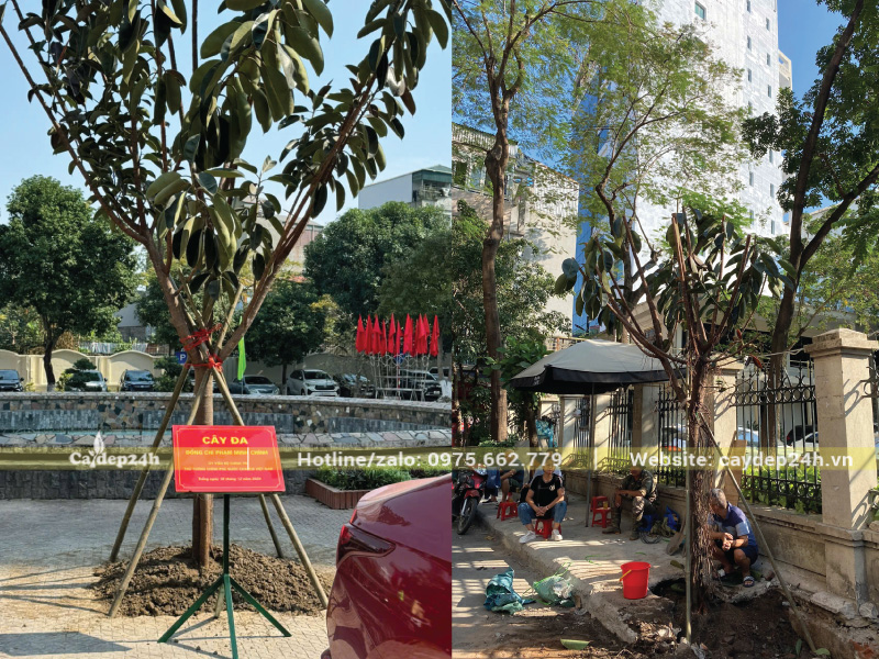 Vị trí trồng cây đa búp đỏ tại vỉa hè mang đến bóng mát
