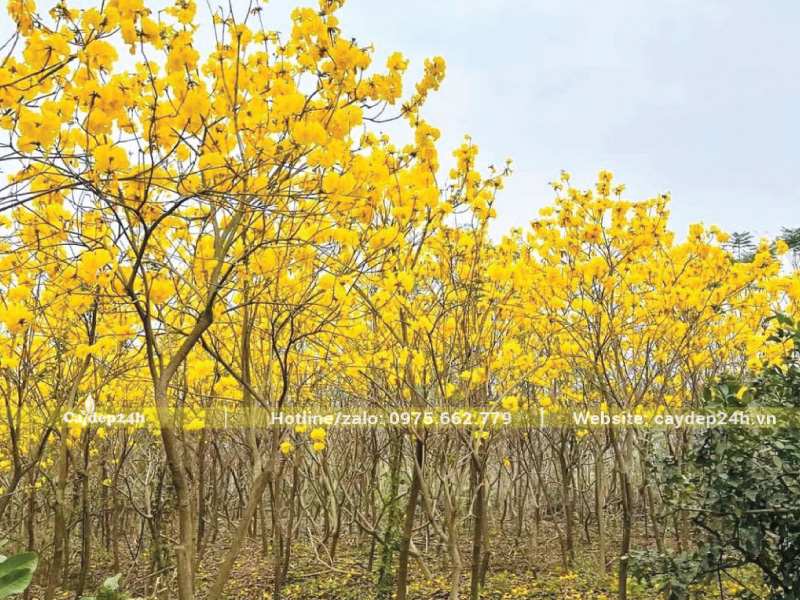 Cây sẽ ra hoa đẹp khi đủ trưởng thành