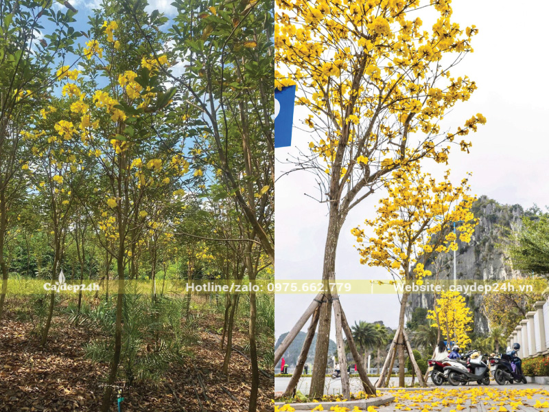 Sự khác nhau giữa phong linh ít hoa và siêu hoa