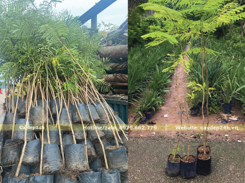 Cây phượng tím quá non sẽ không thể nở hoa