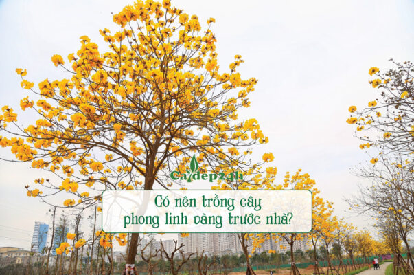 Trồng cây phong linh vàng trước nhà mang đến nhiều ý nghĩa tuyệt vời