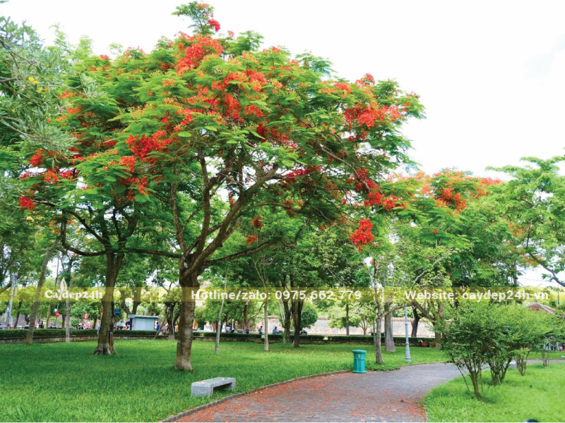 Tán cây phượng rộng lớn trong công viên
